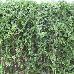 Green Malabar Spinach Live Plant – Pack of 2 Vines, 5-9 Inches Tall – Basella Alba – Edible Climbing Vegetable - Image 8