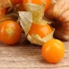 Ground Cherry Seedling Live Plant – 4 inch Pot – Edible Fruit - Image 1