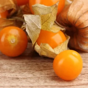 Ground Cherry Seedling Live Plant – 4 inch Pot – Edible Fruit - Image 1