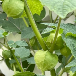 Ground Cherry Seedling Live Plant – 4 inch Pot – Edible Fruit - Image 2