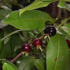 Grumichama Brazilian Cherry Live Plant – 1 Gallon Pot – 14-18in Tall – Outdoor Fruit Tree - Image 2