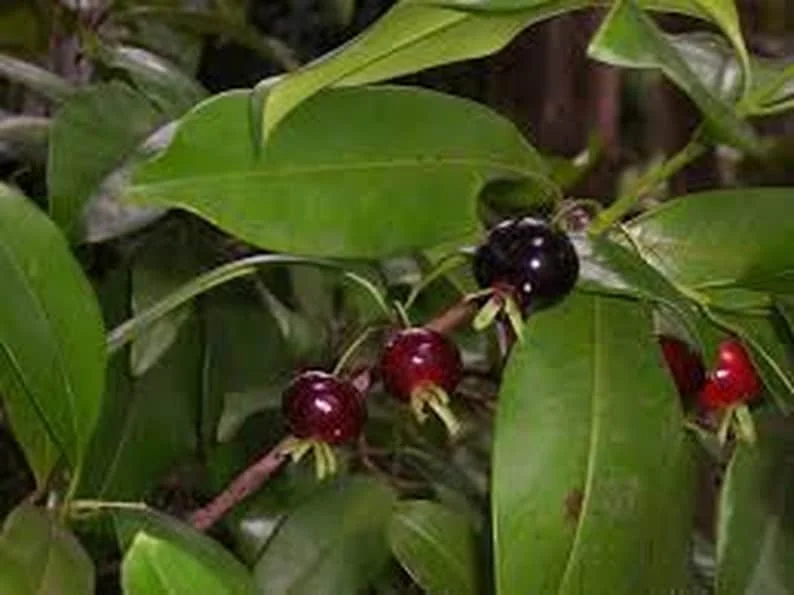 Grumichama Brazilian Cherry Live Plant – 1 Gallon Pot – 14-18in Tall – Outdoor Fruit Tree - Image 2