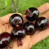 Grumichama Brazilian Cherry Live Plant – 1 Gallon Pot – 14-18in Tall – Outdoor Fruit Tree - Image 1
