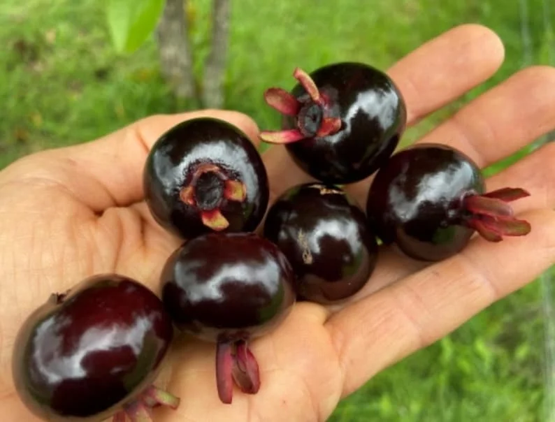 Grumichama Brazilian Cherry Live Plant – 1 Gallon Pot – 14-18in Tall – Outdoor Fruit Tree - Image 1