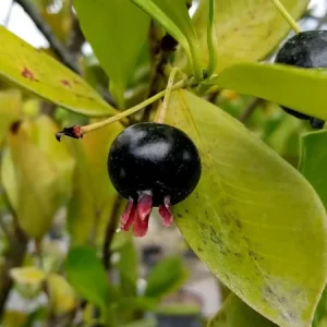 Grumichama Brazilian Cherry Tree - 8-12 inch Live Plant - Half Gallon Pot - Image 2