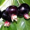 Grumichama Brazilian Cherry Tree - 8-12 inch Live Plant - Half Gallon Pot - Image 1