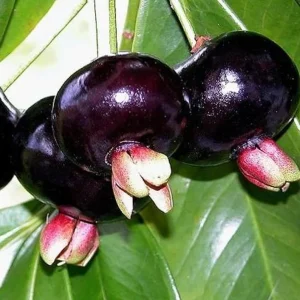 Grumichama Brazilian Cherry Tree - 8-12 inch Live Plant - Half Gallon Pot - Image 1