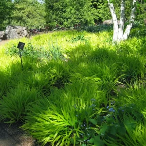 Hakonechloa Macra 'All Gold' Japanese Forest Grass Live Plant 2.5x3.5 inch Pot - Image 1