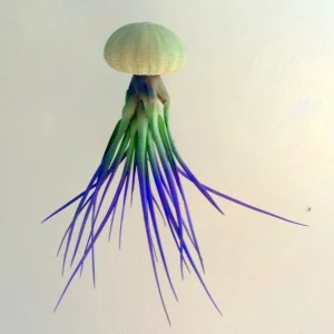 Hanging Air Plant Purple Sea Urchin Shell Planter Kit - Live Tillandsia Plant - 2-3" Urchin - Image 1
