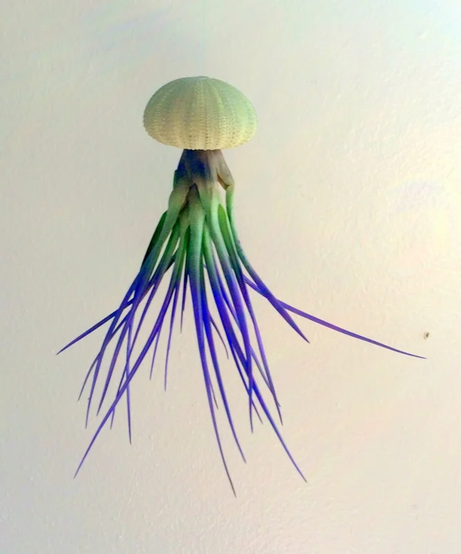 Hanging Air Plant Purple Sea Urchin Shell Planter Kit - Live Tillandsia Plant - 2-3" Urchin - Image 1