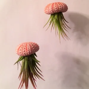 Hanging Air Plant Sea Urchin Planter Kit - Double Set with 2 Live Ionantha Air Plants & Shells - Image 2
