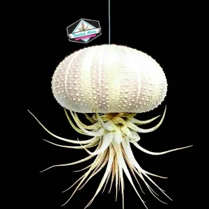 Hanging Air Plant Sea Urchin Planter Kit - Double Set with 2 Live Ionantha Air Plants & Shells - Image 3