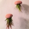 Hanging Air Plant Sea Urchin Planter Kit - Double Set with 2 Air Plants - Image 1