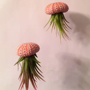 Hanging Air Plant Sea Urchin Planter Kit - Double Set with 2 Air Plants - Image 1