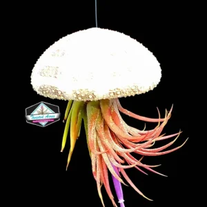 Hanging Air Plant Sea Urchin Planter Kit - Double Set with 2 Live Ionantha Air Plants & Shells - Image 1