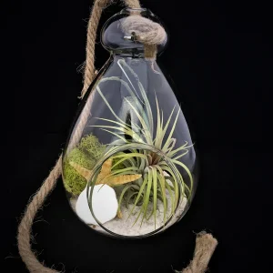 Hanging Air Plant Terrarium Kit - Coastal Decor with Live Air Plant, 7x6 Inch - Image 2
