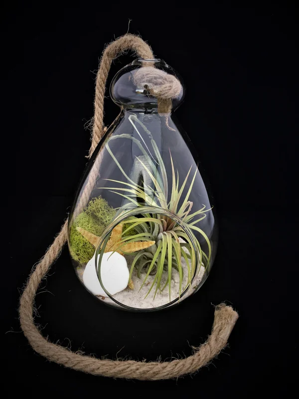 Hanging Air Plant Terrarium Kit - Coastal Decor with Live Air Plant, 7x6 Inch - Image 2