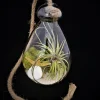 Hanging Air Plant Terrarium Kit - Coastal Decor with Live Air Plant, 7x6 Inch - Image 1