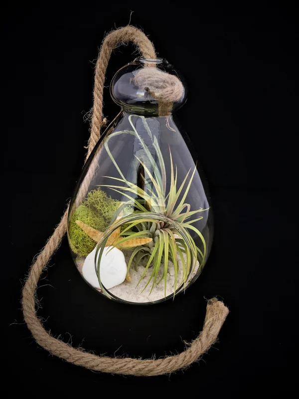 Hanging Air Plant Terrarium Kit - Coastal Decor with Live Air Plant, 7x6 Inch - Image 1