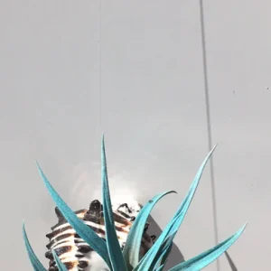Hanging Air Plant Tillandsia Live Plant in Black Murex Shell Planter - Image 2