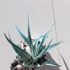 Hanging Air Plant Tillandsia Live Plant in Black Murex Shell Planter - Image 1