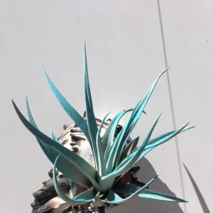 Hanging Air Plant Tillandsia Live Plant in Black Murex Shell Planter - Image 1