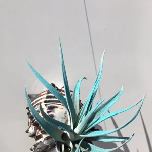 Hanging Air Plant Tillandsia Live Plant in Black Murex Shell Planter - Image 3