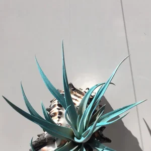 Hanging Air Plant Tillandsia Live Plant in Black Murex Shell Planter - Image 4