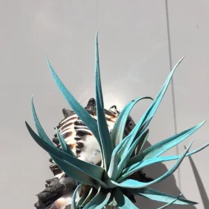 Hanging Air Plant Tillandsia Live Plant in Black Murex Shell Planter - Image 5