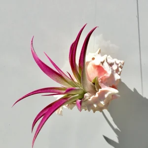 Hanging Air Plant Tillandsia Live Plant in Pink Murex Seashell Decor - Image 1