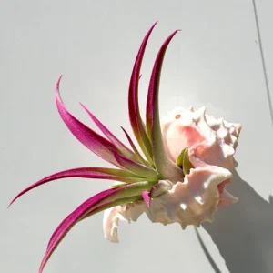 Hanging Air Plant Tillandsia Live Plant in Pink Murex Seashell Decor - Image 2