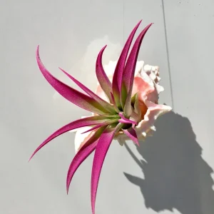 Hanging Air Plant Tillandsia Live Plant in Pink Murex Seashell Decor - Image 3