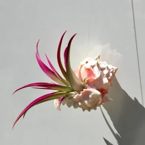 Hanging Air Plant Tillandsia Live Plant in Pink Murex Seashell Decor - Image 4