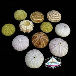 Hanging Sea Urchin Planter with Air Plant Terrarium Kit - Indoor Decor - Image 2