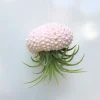 Hanging Sea Urchin Planter with Air Plant Terrarium Kit - Indoor Decor - Image 1