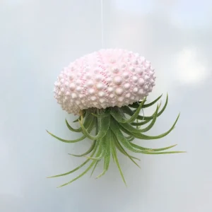 Hanging Sea Urchin Planter with Air Plant Terrarium Kit - Indoor Decor - Image 1