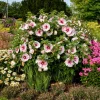 Hardy Hibiscus 'Angel Eyes' Live Plant – 2.5x3.5 Inch Pot – Outdoor Shrub - Image 1
