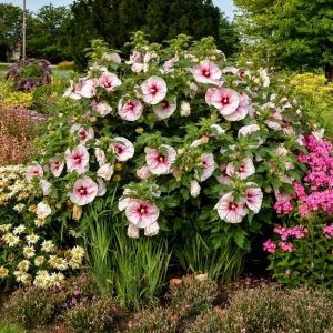 Hardy Hibiscus 'Angel Eyes' Live Plant – 2.5x3.5 Inch Pot – Outdoor Shrub - Image 1