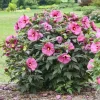 Hardy Hibiscus 'Berry Awesome' Live Plant - Perennial, 2.5 x 3.5 Inch Pot - Image 1