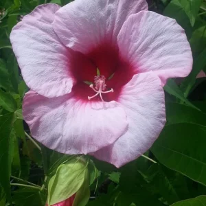 Hardy Hibiscus Lady Baltimore Live Plant - 3 Pack, 4-6 Inches Tall, Giant Pink Blooms, Outdoor - Image 1
