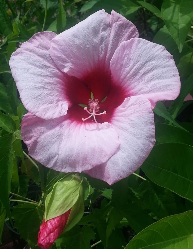 Hardy Hibiscus Lady Baltimore Live Plant - 3 Pack, 4-6 Inches Tall, Giant Pink Blooms, Outdoor - Image 1