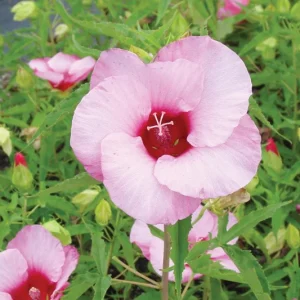 Hardy Hibiscus Lady Baltimore Live Plant - 3 Pack, 4-6 Inches Tall, Giant Pink Blooms, Outdoor - Image 2