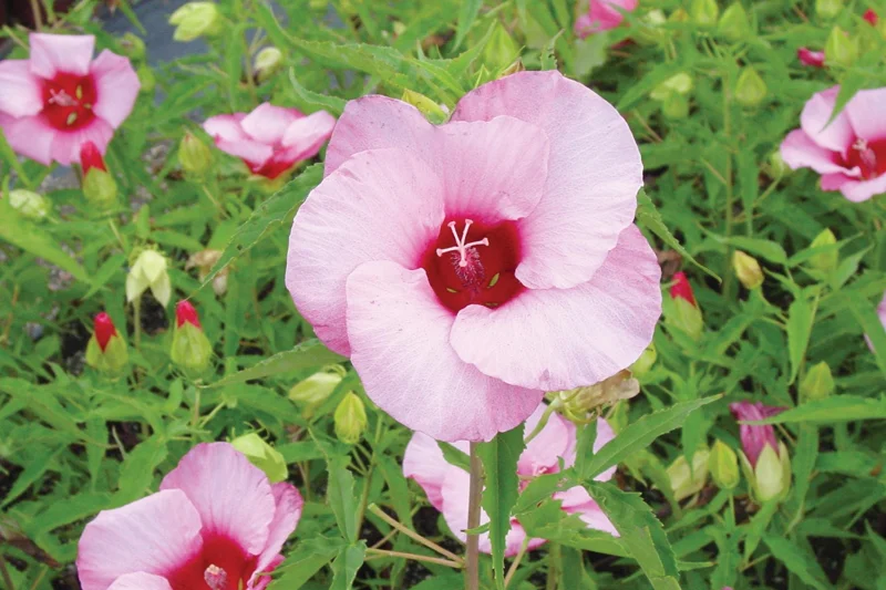 Hardy Hibiscus Lady Baltimore Live Plant - 3 Pack, 4-6 Inches Tall, Giant Pink Blooms, Outdoor - Image 2