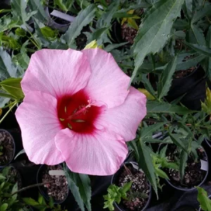 Hardy Hibiscus Lady Baltimore Live Plant - 3 Pack, 4-6 Inches Tall, Giant Pink Blooms, Outdoor - Image 3