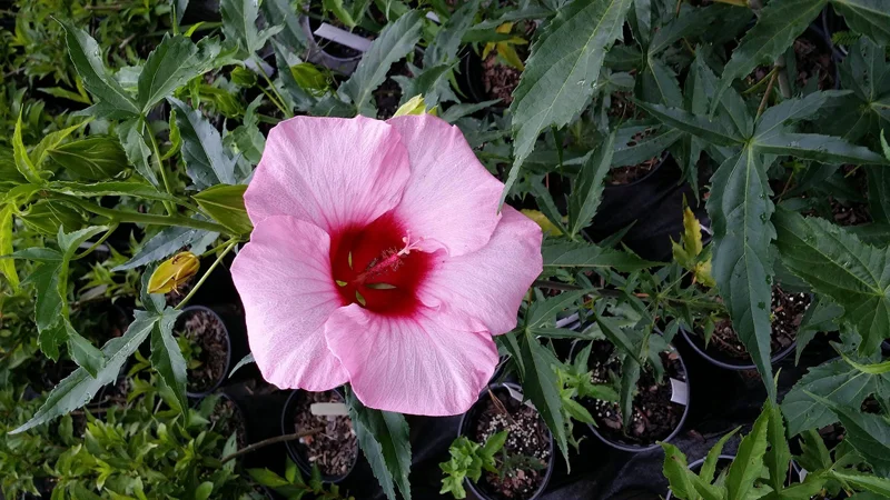 Hardy Hibiscus Lady Baltimore Live Plant - 3 Pack, 4-6 Inches Tall, Giant Pink Blooms, Outdoor - Image 3
