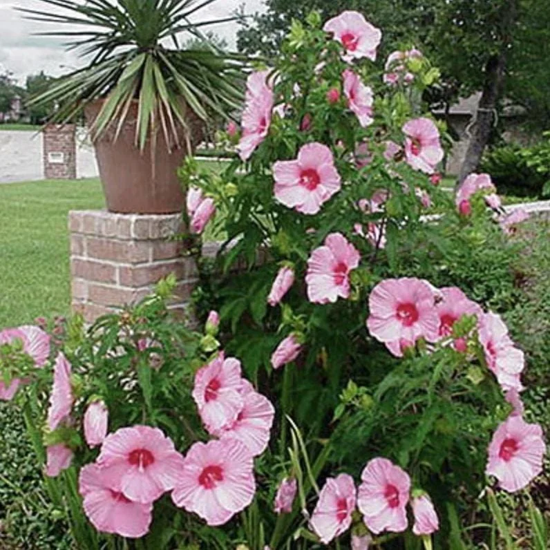 Hardy Hibiscus Lady Baltimore Live Plant - 3 Pack, 4-6 Inches Tall, Giant Pink Blooms, Outdoor - Image 4