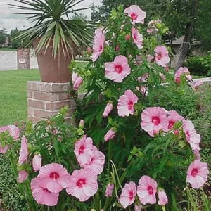 Hardy Hibiscus Lady Baltimore Live Plant - 3 Pack, 4-6 Inches Tall, Giant Pink Blooms, Outdoor - Image 5