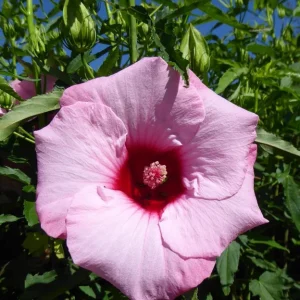 Hardy Hibiscus Lady Baltimore Live Plant - 3 Pack, 4-6 Inches Tall, Giant Pink Blooms, Outdoor - Image 6