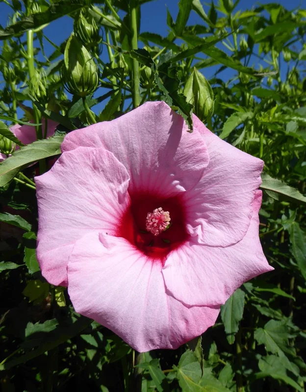Hardy Hibiscus Lady Baltimore Live Plant - 3 Pack, 4-6 Inches Tall, Giant Pink Blooms, Outdoor - Image 6