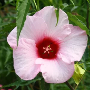 Hardy Hibiscus Lady Baltimore Live Plant - 3 Pack, 4-6 Inches Tall, Giant Pink Blooms, Outdoor - Image 7